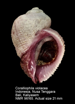 Coralliophila violacea (4).jpg - Coralliophila violacea (Kiener,1836)